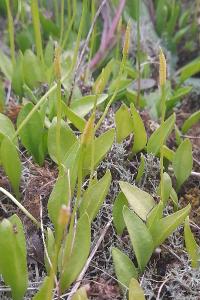 Ophioglossum azoricum