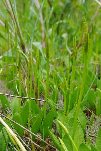 Ophioglossum azoricum