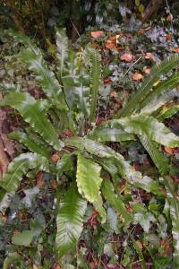 Asplenium scolopendrium