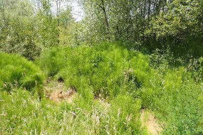 Equisetum telmateia