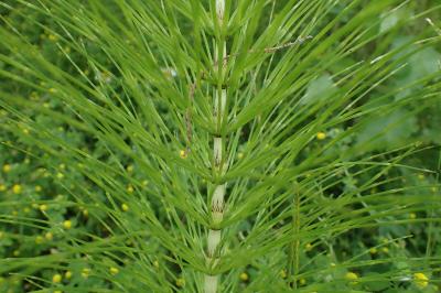 Equisetum telmateia