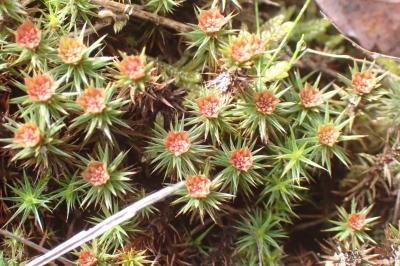 Polytrichum piliferum