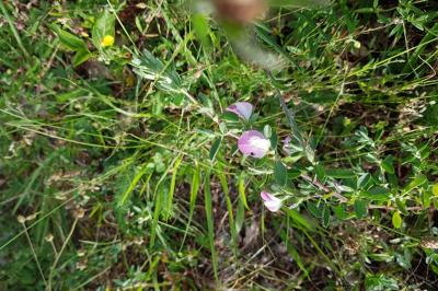 Ononis spinosa subsp. procurrens