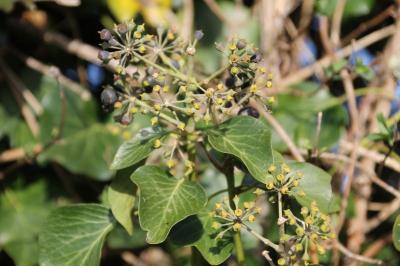 Hedera helix