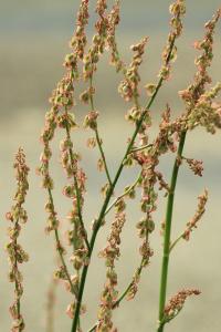 Rumex acetosa