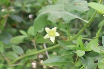 Bryonia dioica