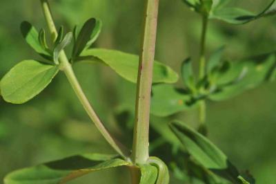 Hypericum perforatum