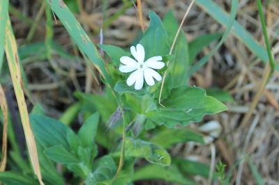 Silene latifolia
