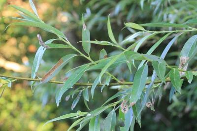 Salix fragilis