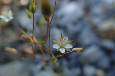 Sabulina tenuifolia subsp. tenuifolia