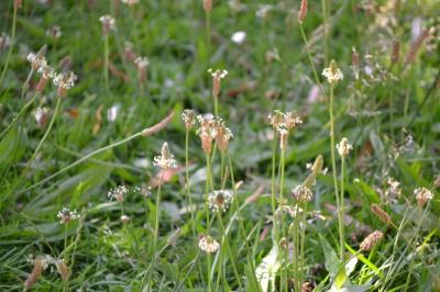 Plantago lanceolata