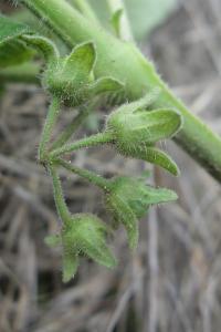 Solanum sarrachoides