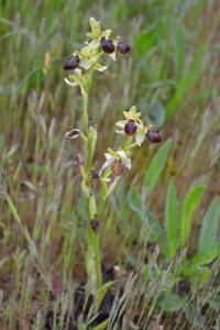 Ophrys aranifera