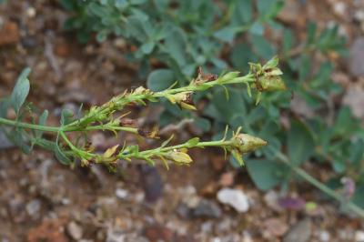 Hypericum perforatum