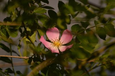 Rosa canina