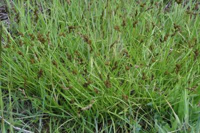 Carex leporina