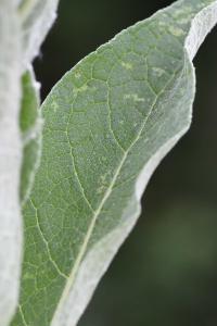 Verbascum lychnitis