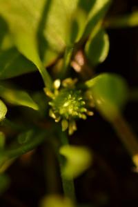 Ranunculus nodiflorus