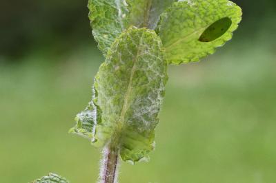 Mentha suaveolens