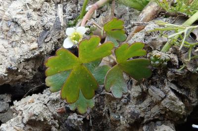 Ranunculus tripartitus