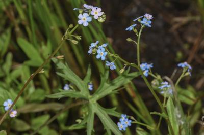 Myosotis laxa