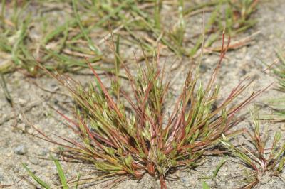 Juncus bufonius