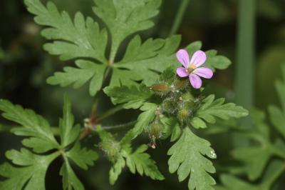 Geranium purpureum