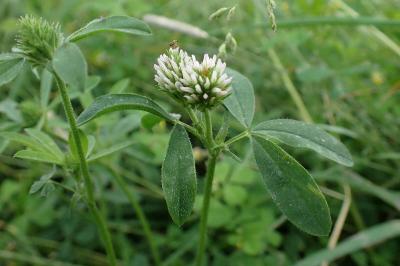 Trifolium squamosum
