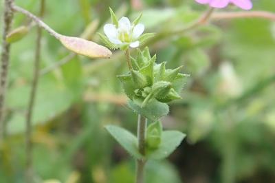 Arenaria serpyllifolia
