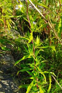 Symphyotrichum lanceolatum