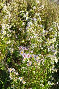 Symphyotrichum lanceolatum