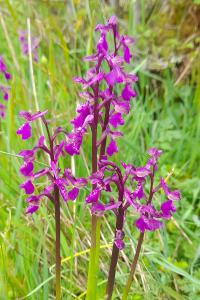 Anacamptis morio