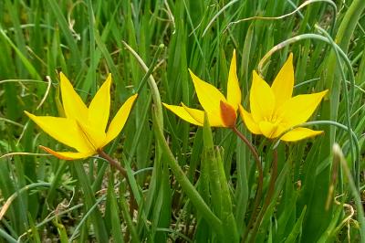 Tulipa sylvestris subsp. australis