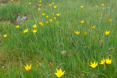 Tulipa sylvestris subsp. australis