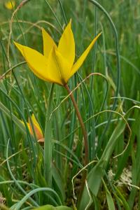 Tulipa sylvestris subsp. australis