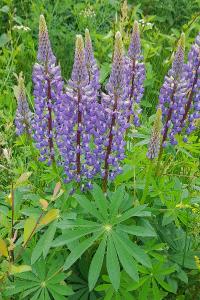 Lupinus x regalis