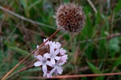 Armeria arenaria