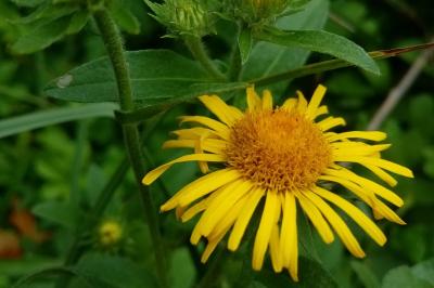 Inula britannica