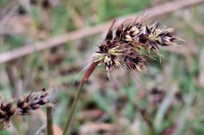 Luzula campestris