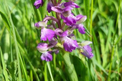 Anacamptis morio