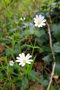 Rabelera holostea