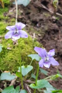 Viola riviniana