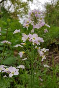 Cardamine pratensis