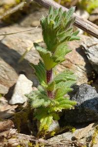Parentucellia latifolia