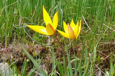 Tulipa sylvestris subsp. australis