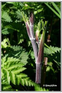 Anthriscus sylvestris