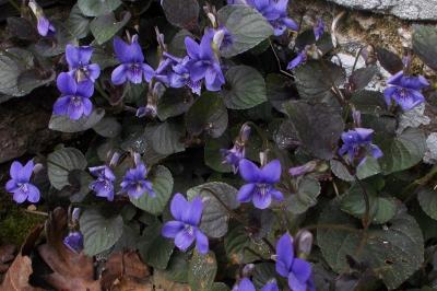 Viola odorata