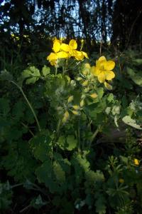 Chelidonium majus
