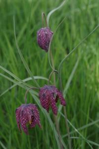 Fritillaria meleagris