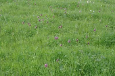 Fritillaria meleagris